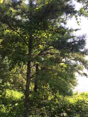 Pitch pine(Pinus rigida)