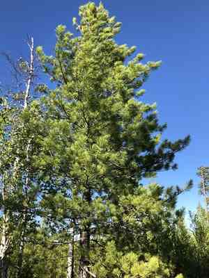 Siberian stone pine(Pinus sibirica)