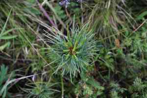 Siberian stone pine(Pinus sibirica)