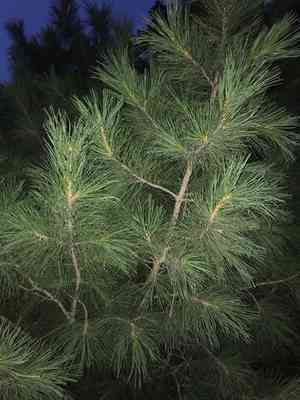 Siberian stone pine(Pinus sibirica)