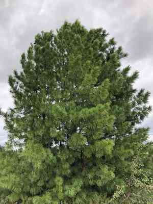 Siberian stone pine(Pinus sibirica)