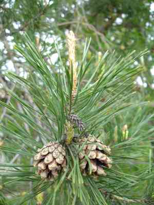 Scots pine(Pinus sylvestris)