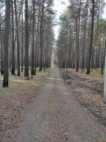 Scots pine(Pinus sylvestris)