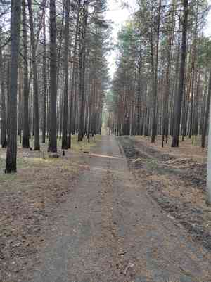 Scots pine(Pinus sylvestris)