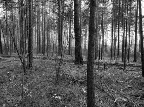 Scots pine(Pinus sylvestris)