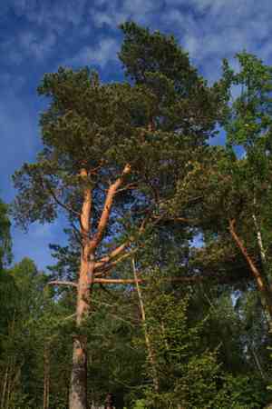 Scots pine(Pinus sylvestris)