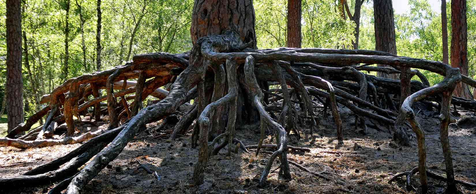 Scots pine(Pinus sylvestris)