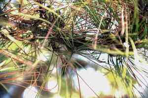 Chinese pine(Pinus tabuliformis)