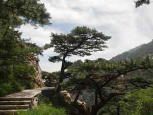 Chinese pine(Pinus tabuliformis)