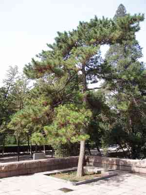 Chinese pine(Pinus tabuliformis)