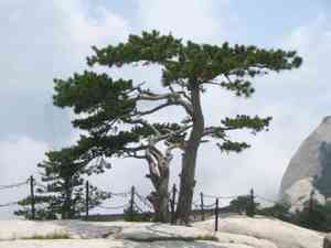 Chinese pine(Pinus tabuliformis)