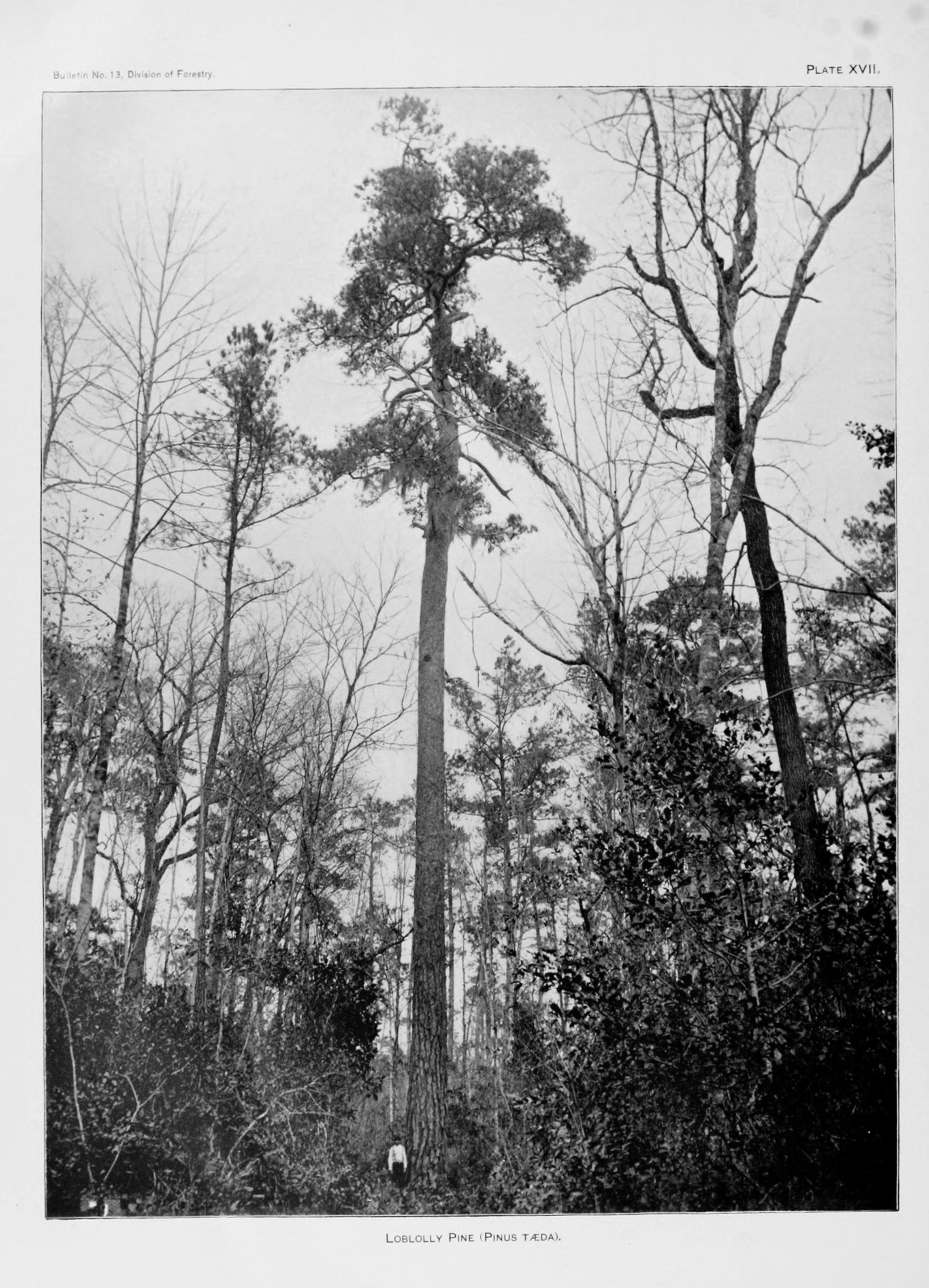 Loblolly pine(Pinus taeda)