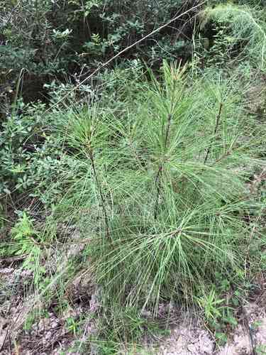 Loblolly pine(Pinus taeda)