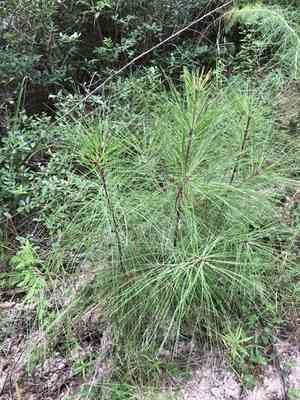 Loblolly pine(Pinus taeda)