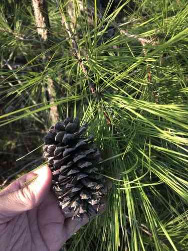 Loblolly pine(Pinus taeda)