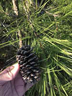 Loblolly pine(Pinus taeda)
