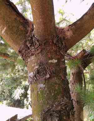 Taiwan red pine(Pinus taiwanensis)