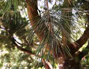 Taiwan red pine(Pinus taiwanensis)