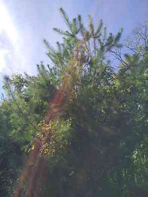 Taiwan red pine(Pinus taiwanensis)