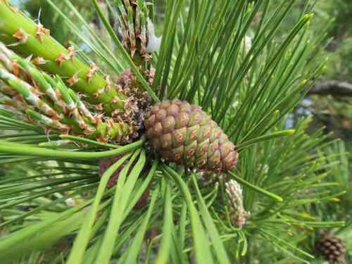Japanese black pine(Pinus thunbergii)