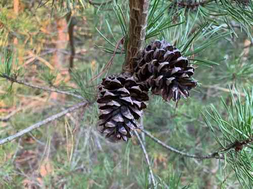 Virginia pine(Pinus virginiana)