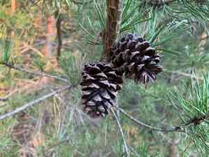 Virginia pine(Pinus virginiana)