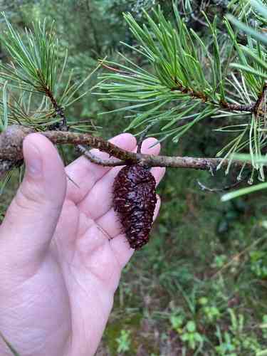 Virginia pine(Pinus virginiana)
