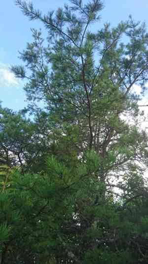 Virginia pine(Pinus virginiana)
