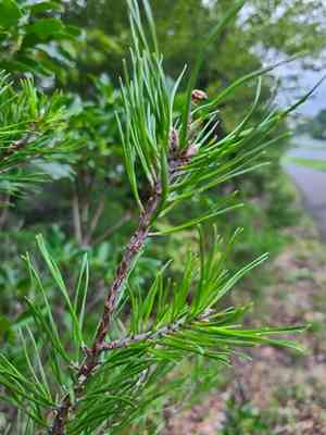 Virginia pine(Pinus virginiana)