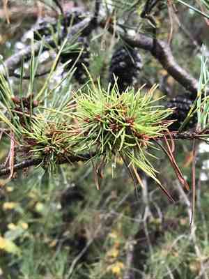 Virginia pine(Pinus virginiana)