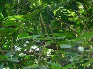 Higuillo de limon(Piper amalago)
