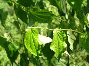 Higuillo de limon(Piper amalago)