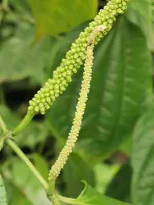 Higuillo de limon(Piper amalago)