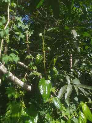 Betel(Piper betle)