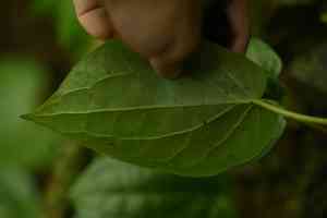 Betel(Piper betle)