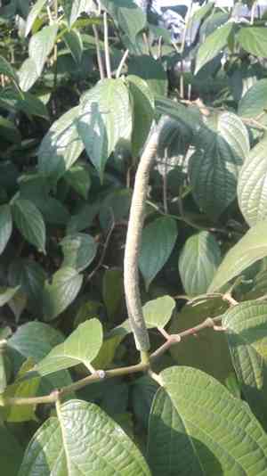 Jamaican pepper(Piper hispidum)