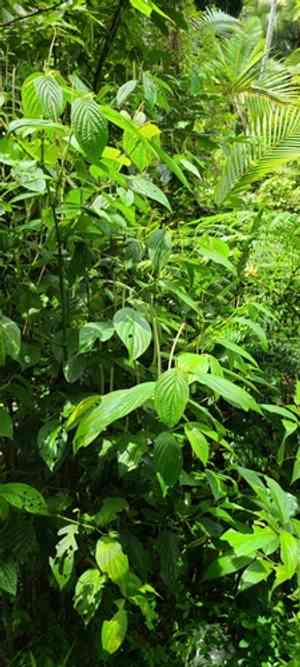 Jamaican pepper(Piper hispidum)
