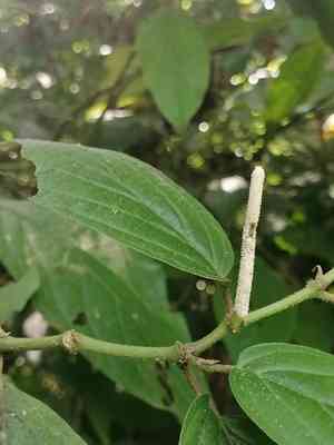 Jamaican pepper(Piper hispidum)