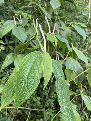 Jamaican pepper(Piper hispidum)