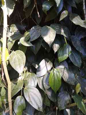 Black pepper(Piper nigrum)