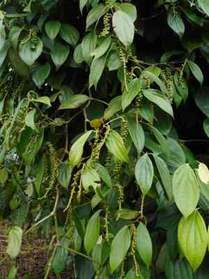 Black pepper(Piper nigrum)