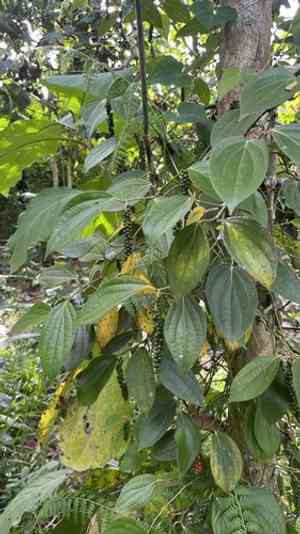 Black pepper(Piper nigrum)
