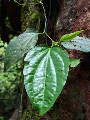 Black pepper(Piper nigrum)