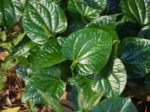 Wild pepper(Piper sarmentosum)