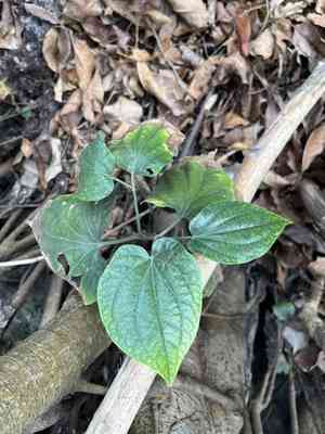 Wild pepper(Piper sarmentosum)