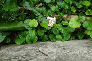 Wild pepper(Piper sarmentosum)