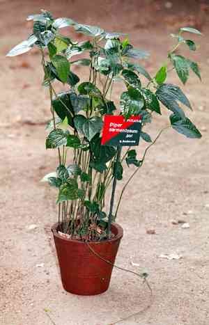 Wild pepper(Piper sarmentosum)