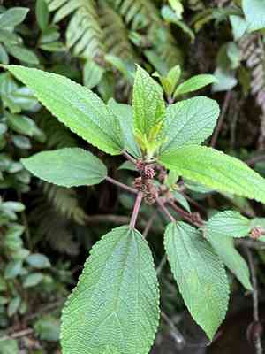Red pipturus(Pipturus ruber)