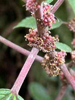 Red pipturus(Pipturus ruber)