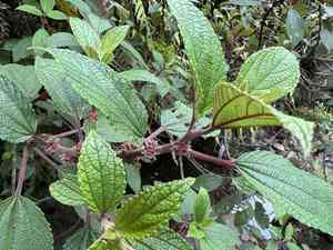 Red pipturus(Pipturus ruber)